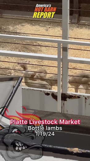 94K views · 770 reactions | Got to hit Platte today! It was a Hot barn and a packed house for the sheep and goat sale! | Hot Barn Report | Facebook