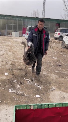 Ostrich Farm Morning Strong Farmer Care Village Life Scene yt short video viral short video