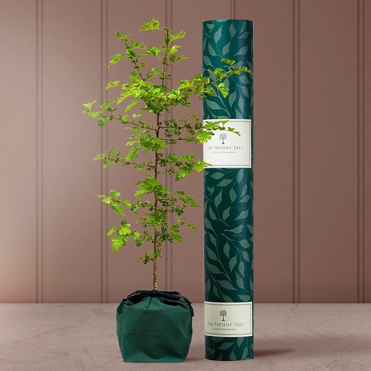 The Present Tree | The Fairy Tree | Hawthorn Tree Gift