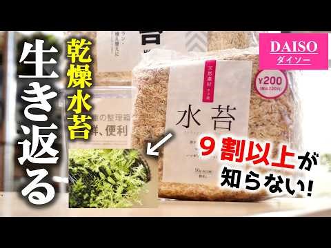9割が知らない！100均乾燥水苔が”生き返る”、たった2つの条件【観葉植物・コケリウム】