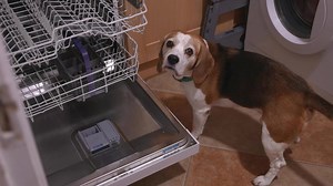 Stubborn beagle dogs behave in the funniest ways