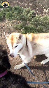 441K views · 21K reactions | I visited Marion County Dog Services and had the best time ever meeting so many beautiful, adoptable dogs! They are all looking for loving homes. I beg you, please 'adopt don't shop'. Watch to the end to see my new dog crush ❤️ | The Asher House | Facebook