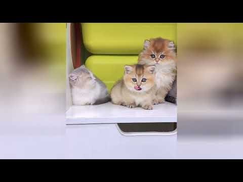 A kitten's love is the purest thing you can find