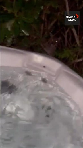 Curious cougar checks out family in BC backyard🙀 #cougars #animals #wildlife