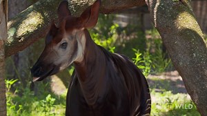 21K views · 544 reactions | Zach the okapi has a malformation on his right hoof and Doctor Lauren decides they will need a more extensive trim on all of his hooves to help. | National Geographic Animals | Facebook