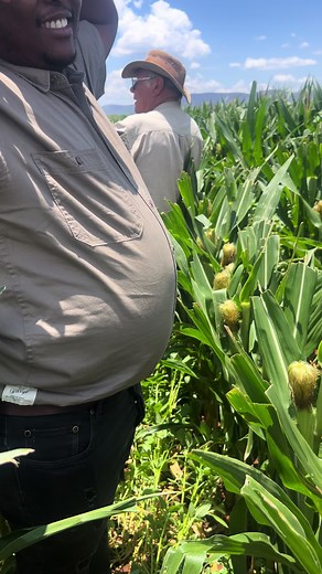 Understanding Seed Maize Production Basics