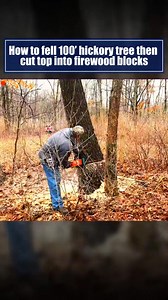 How to fell 100 hickory tree then cut top into firewood blocks | Ruimfor