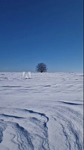 Lone tree on the snowy field with snowdrifts shaped by the wind and blizzard. Cold winter scene with a oak standing single under morning blue sky