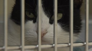 NH animal shelter seeks help caring for abandoned animals