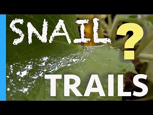 SNAIL TRAILS in Garden? How do you know when you have a SNAIL PROBLEM & what signs to look for.