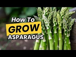 How To Grow Asparagus At Home Complete Beginner's Guide #garden #farmlife #gardening #farming