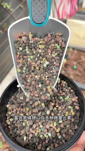 Maximize Azalea Bloom: Fertilization Secrets for Rhododendrons