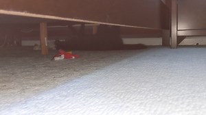 16K views · 121 reactions | Actual footage of the monster under my bed: | The Pawtistics | Facebook