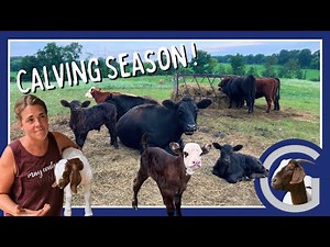 Fresh Calves and a BLOATED Goat Kid! | Vlog 85 | Abomasal Bloat in Kids | Meat Goat Farming |