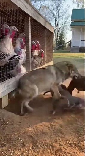 Pitbull Bravely Stops Wolf From Stealing Chickens | Farm Footage 🐺
