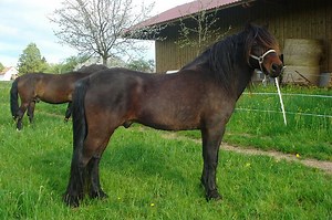 Bosnian Mountain Horse (Bosnian Pony) Info, Origin, History, Pictures