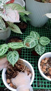 Anthurium Potting Mix 🪴 Thank you for the overwhelming support #everyone 🫰❤️ #AnthuriumPottingMix #anthurium #anthuriumdoriyaki #anthuriumsilverblush #photos #lovekyegarden #lovekye8 #lovekyegarden #lovekye #fyg #gardeninstagram #shortvideos #gardenreels #everyone #highlights #followers#caretips #houseplantcaretips#plantscollection | LovekyeGarden