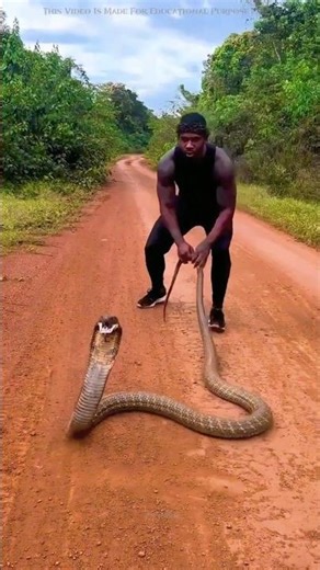 Why King Cobra Called The King Of Snakes?😱 #shorts #facts #reelschallenge