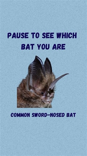 9.2K views · 200 reactions | Which bat are you? We need to know…. for science. : Jennifer Barros | Bat Conservation International | Facebook
