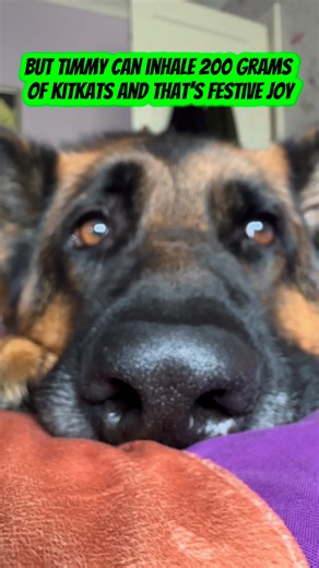 Halloween 🎃 Part 5 | Cooper Gsd