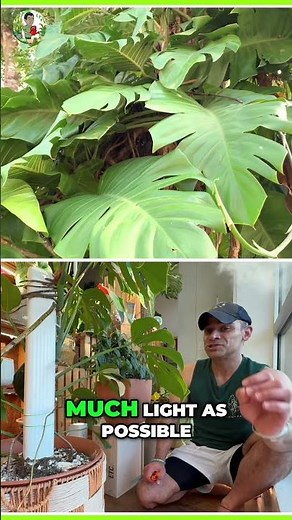 Unlock Monstera Climbing Secrets: From Rainforest to Your Home!