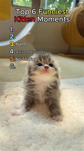 Top 6 Funniest Kitten Moments 😻#cutecat #kitten #funny