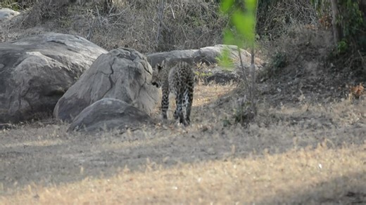 Leopard Sightings in Sri Lanka – Where to See the Elusive Big Cat 🇱🇰 Spotting a leopard in the wild is one of the most thrilling experiences Sri Lanka has to offer. This video was captured in Wilpattu National Park, but Wilpattu is just one of several incredible places where leopards roam freely across the island. Sri Lanka is home to the Sri Lankan leopard, a rare subspecies found nowhere else in the world and the island has one of the highest leopard densities globally. Best places for leopa