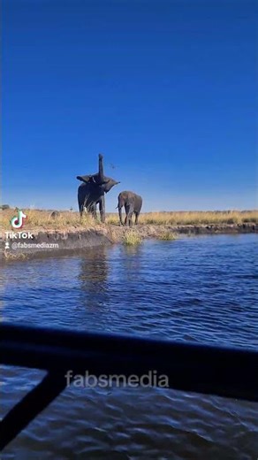 Chobe Day safari pt8 #safari #wildlife #chobedaytrip #nature #wildanimals
