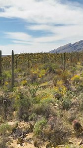 48K views · 2.4K reactions | Whoever thinks the desert is dry and barren has obviously never seen Sabino Canyon  #ecotourism #dronevideo #naturephotography #nationalforest #nationalpark U.S. Forest Service – Coronado National Forest | Visit Tucson | Facebook