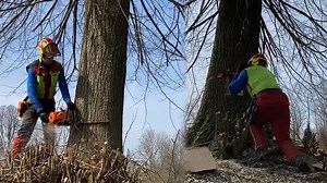 Precise Lime Tree Removal with Hydraulic Jack Power