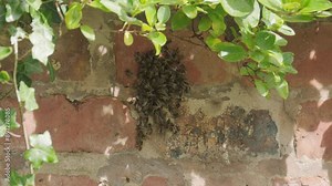 Swarm of wasps settling on wall to create nest in garden