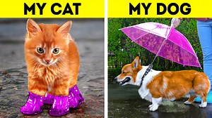 Super cute pet hacks and crafts | useful gadgets and DIY activities for your loved ones | 5-Minute Crafts Like