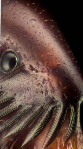 Fleas under a microscope