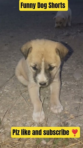 Dog Shorts#funny#ytshorts#yt#nonfollowers #viral#dogshorts#pets