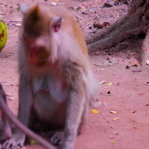 2.3M views · 18 reactions | Monkey's big body to hurt Baby Monkey | 퐌퐨퐧퐤퐞퐲 퐋퐨퐯퐞퐫 | Facebook