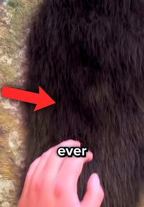 Do NOT Touch This Hairy Tree: Why Daddy Longlegs Swarm