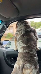 82K views · 3.9K reactions | Chowder LOVES car rides!!! #usadog #usadog #BulldogVibes #BulldogFunny #BulldogSnuggles #bulldognation #l #instagood #furbaby #dogstagram #lifestyle #fblifestyle | Ollie Butt Jones | Facebook
