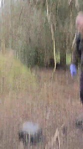 Tree rats..but without the bushy tail 🐀 #pestcontrol #ratting #terriers #workingterrier #pestcontrolservice | TTOCS Pest Control Ltd