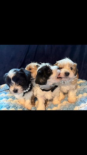 🎄🐶 10/12/25 5 weeks 2 days #Havanese #houstonsroyalhavanese #houstonpuppies #justintimeforchristmas #havaneseofinstagram | Houston's Royal Havanese