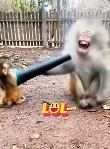 Baby monkey's trunk 🪾 #monkey #funny #minecraft