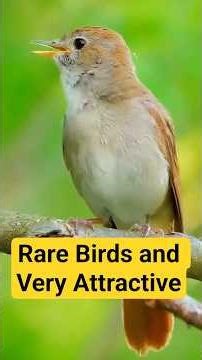 🦜✨ Rare Birds and Very Attractive – A Journey Into the Extraordinary! ✨🦜