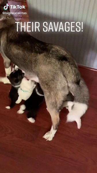 Akita Puppies, Bella (Mom) #bigbearakita #akitapuppies #ArmaniMyWay #akitafamily #brindleakita #akitawhite #blackandwhiteakita #loyaldogcheck