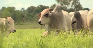 Touro Nelore em vacas F1 Canchim é uma boa opção?