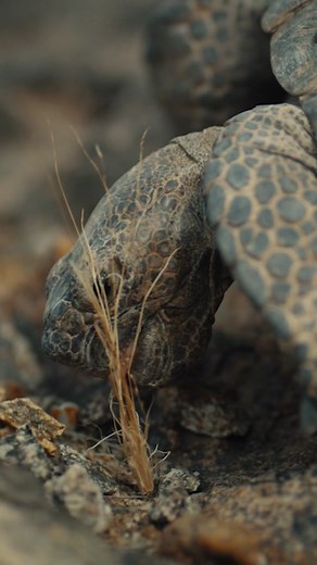 Innovative Strategies for Protecting Baby Tortoises