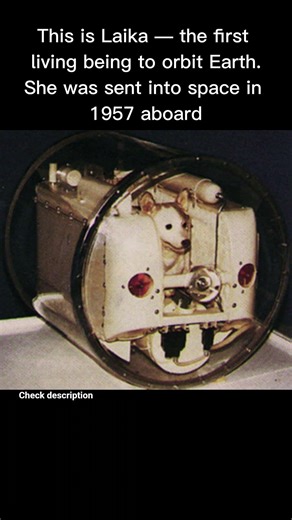 Laika – The First Living Being to Orbit Earth 🐶🚀 #space