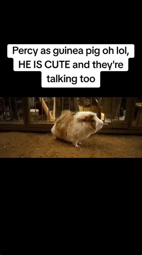 #PercyJackson #percyjacksonseason2 | percy jackson guinea pig