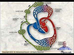 Histology of The Cardiovascular Tissues