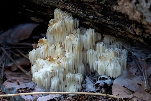 Discover 22 Amazing Types of Rare Mushrooms
