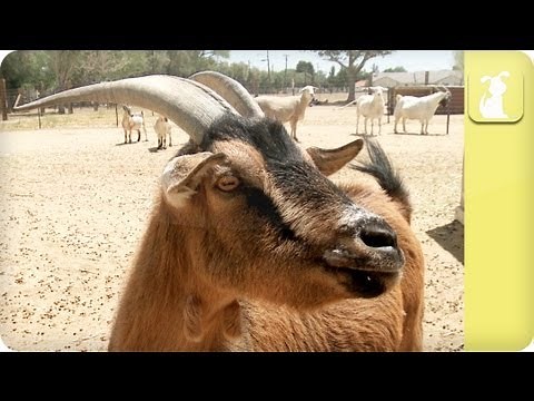 My Pet Goat - Health