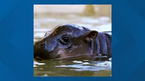 You can help name the baby pygmy hippo at a Valley zoo